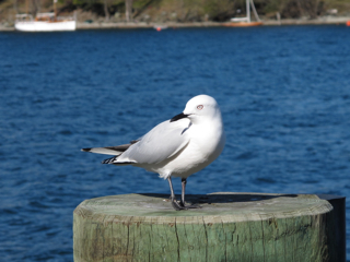 Birds