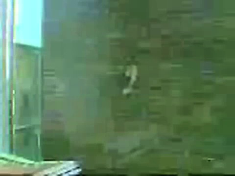 Wall-climbing Squirrel