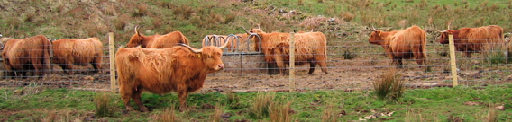 Highland Cattle