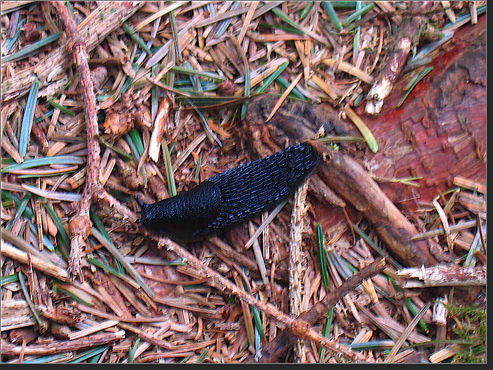 slug in forest